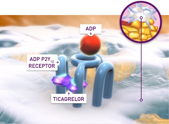ADP P2Y12 Receptor